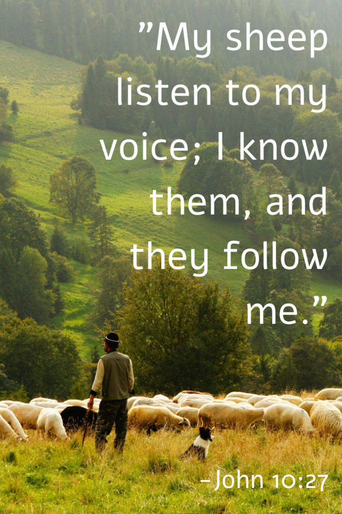 The Shepherd’s Sheep ~ Bible Study and Bible Verses - The Shepherd's Sheep